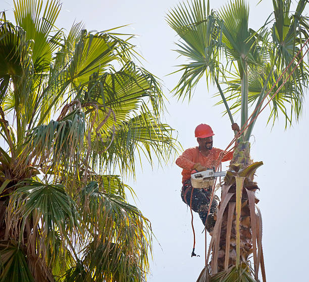 Best Commercial Tree Services  in Maysville, MO